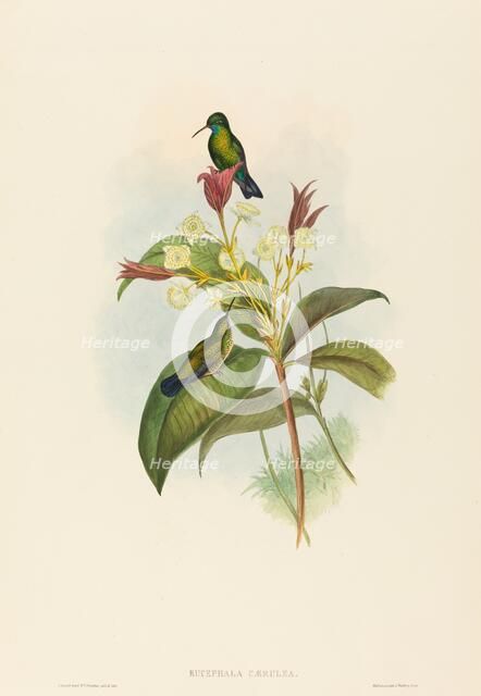 Eucephala caerulea (Blue-chinned Sapphire). Creators: John Gould, Henry Constantine Richter.