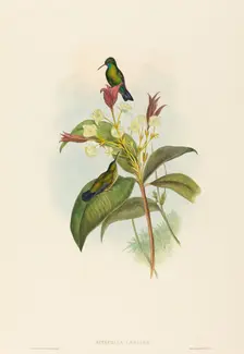 Eucephala caerulea (Blue-chinned Sapphire). Creators: John Gould, Henry Constantine Richter