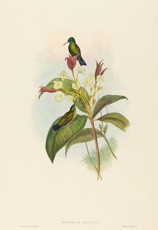 Eucephala caerulea (Blue-chinned Sapphire). Creators: John Gould, Henry Constantine Richter