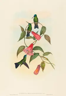 Eucephala smaragdocaerulea (Gould's Wood Nymph). Creators: John Gould, Henry Constantine Richter