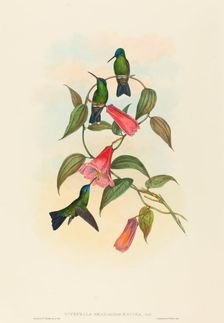 Eucephala smaragdocaerulea (Gould's Wood Nymph). Creators: John Gould, Henry Constantine Richter