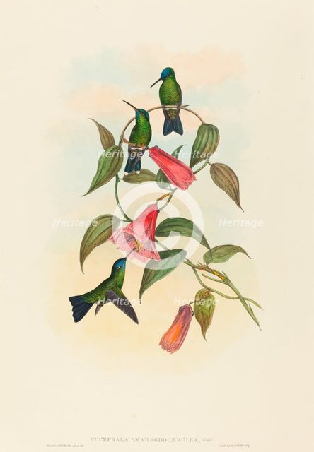 Eucephala smaragdocaerulea (Gould's Wood Nymph). Creators: John Gould, Henry Constantine Richter.