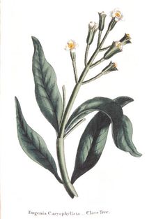 Eugenia caryophyllata - clove tree, 1823
