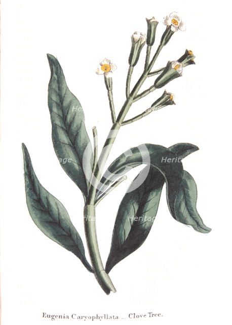 Eugenia caryophyllata - clove tree, 1823. Artist: Unknown