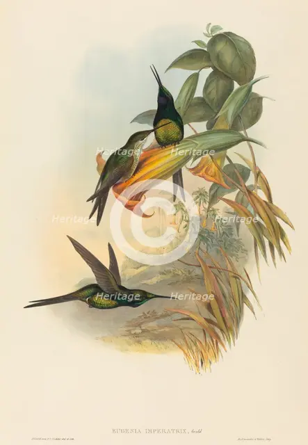 Eugenia imperatrix (Empress Hummingbird). Creators: John Gould, Henry Constantine Richter.