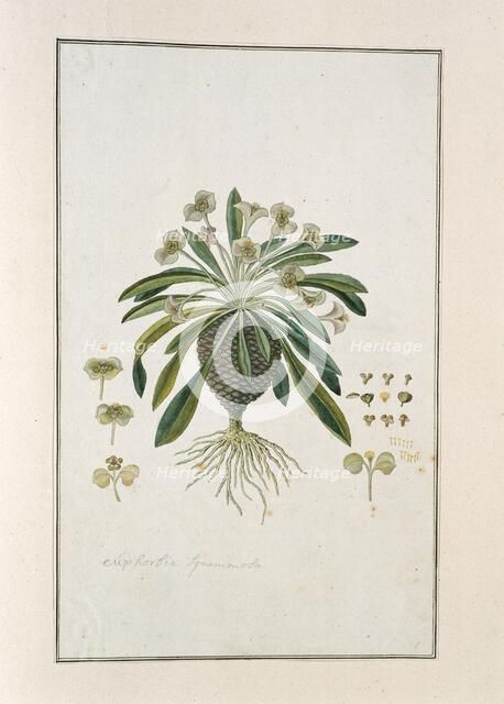 Euphorbia Bupleurifolia Jacq., 1777-1786. Creator: Robert Jacob Gordon.