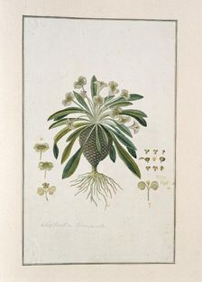 Euphorbia Bupleurifolia Jacq., 1777-1786. Creator: Robert Jacob Gordon