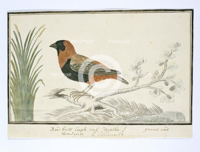 Euplectes orix (Southern red bishop), 1777-1786. Creator: Robert Jacob Gordon.