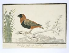 Euplectes orix (Southern red bishop), 1777-1786. Creator: Robert Jacob Gordon