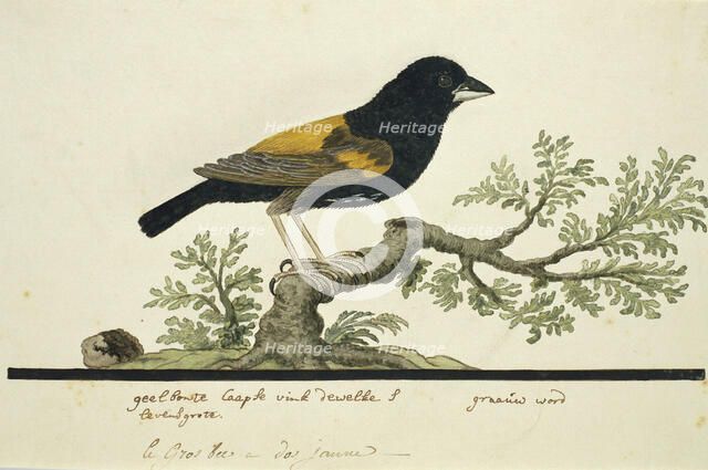 Euplectes capensis (Yellow bishop), 1777-1786. Creator: Robert Jacob Gordon.