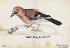 Eurasian Jay, 1831. Creator: Ferdinand von Wright