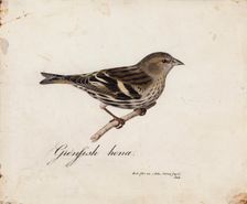 Eurasian Siskin, Female, 1828. Creator: Magnus von Wright