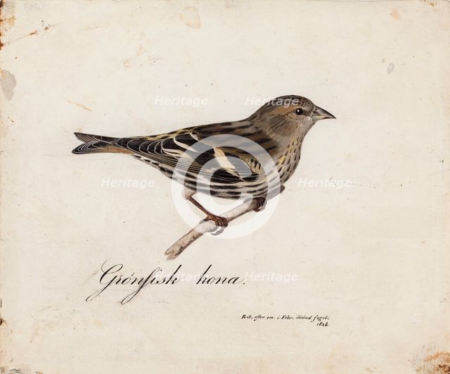 Eurasian Siskin, Female, 1828. Creator: Magnus von Wright.