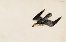 Eurasian Sparrowhawk Flying, 1830. Creator: Wilhelm von Wright