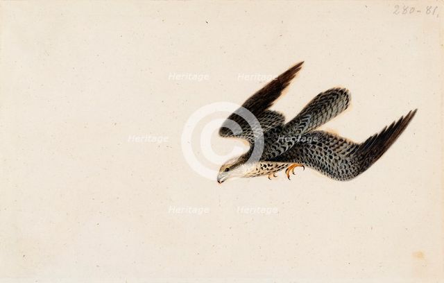 Eurasian Sparrowhawk Flying, 1830. Creator: Wilhelm von Wright.