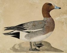 Eurasian Wigeon, 1828. Creator: Wilhelm von Wright
