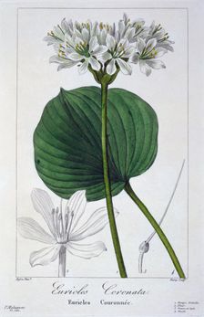 Euricles coronata, pub. 1836. Creator: Panacre Bessa (1772-1846)