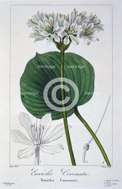 Euricles coronata,  pub. 1836. Creator: Panacre Bessa (1772-1846).