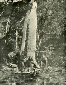 Eurobin Falls, Buffalo Mountains 1901. Creator: Unknown