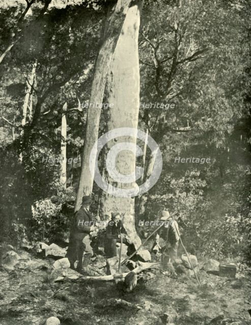 'Eurobin Falls, Buffalo Mountains', 1901.  Creator: Unknown.