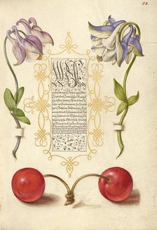 European Columbines and Sweet Cherry, 1561-1562; illumination added 1591-1596. Creator: Joris Hoefnagel