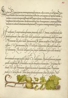 European Currant; Mira calligraphiae monumenta, 1561-1562; illumination added 1591-1596. Creator: Joris Hoefnagel