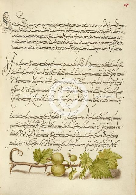European Currant; Mira calligraphiae monumenta, 1561-1562; illumination added 1591-1596. Creator: Joris Hoefnagel.