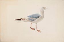 European Herring Gull, 1835. Creator: Magnus von Wright