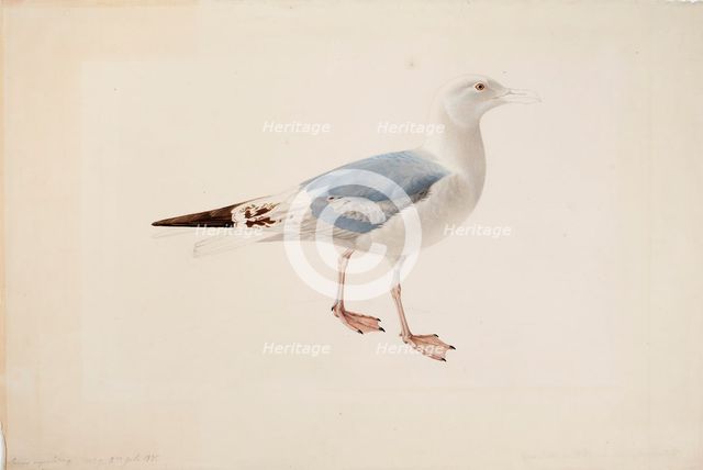 European Herring Gull, 1835. Creator: Magnus von Wright.