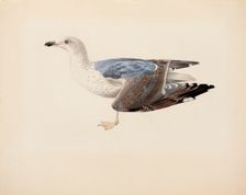 European Herring Gull, 1837. Creator: Magnus von Wright