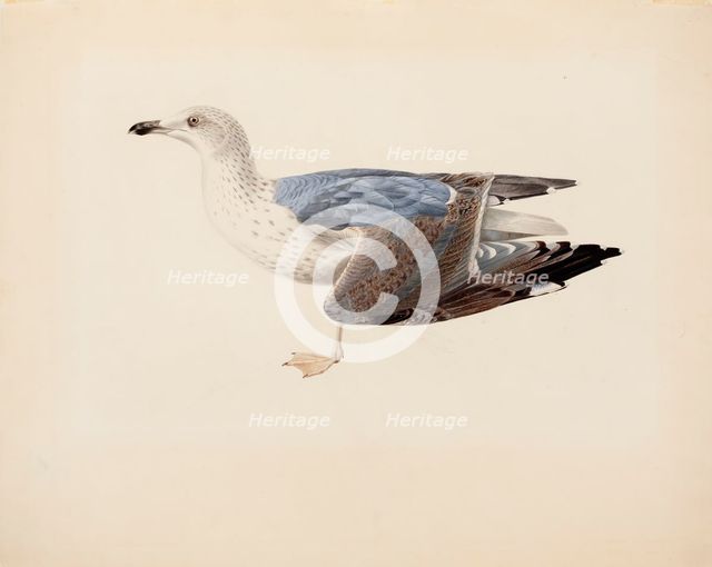 European Herring Gull, 1837. Creator: Magnus von Wright.