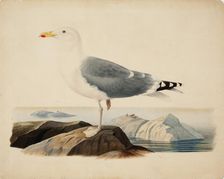 European Herring Gull, 1839. Creator: Ferdinand von Wright