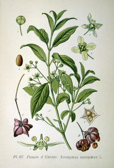 European spindle tree, 1893