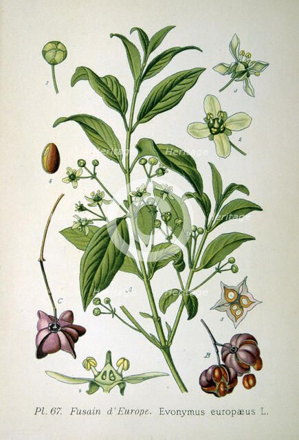 European spindle tree, 1893. Artist: Unknown