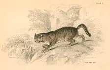 European wild cat (Felis silvestris), 1828. Creator: Unknown
