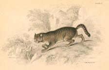 European wild cat (Felis silvestris), 1828. Creator: Unknown