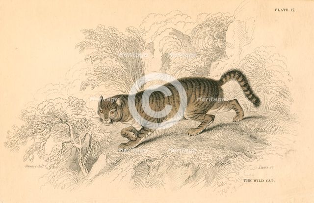 European wild cat (Felis silvestris), 1828. Creator: Unknown.