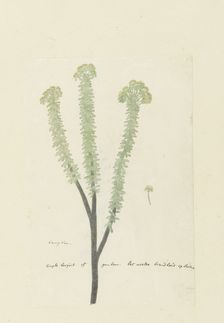 Euryops lateriflorus (L.f.) DC. (Cape gumtree), 1777-1786. Creator: Robert Jacob Gordon