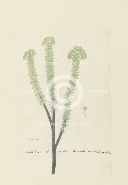 Euryops lateriflorus (L.f.) DC. (Cape gumtree), 1777-1786. Creator: Robert Jacob Gordon.
