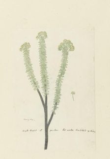 Euryops lateriflorus (L.f.) DC. (Cape gumtree), 1777-1786. Creator: Robert Jacob Gordon