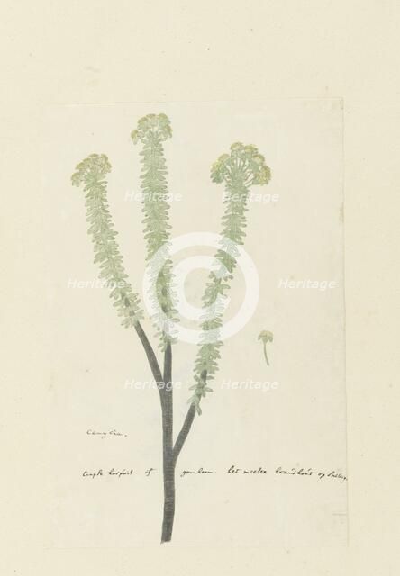 Euryops lateriflorus (L.f.) DC. (Cape gumtree), 1777-1786. Creator: Robert Jacob Gordon.