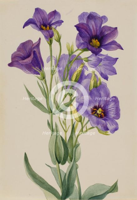 Eustoma russelianum, ca. early 1930s. Creator: Mary Vaux Walcott.