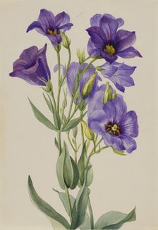 Eustoma russelianum, ca. early 1930s. Creator: Mary Vaux Walcott