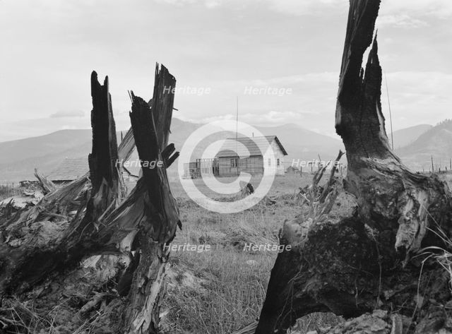 Evanson new home, looking across land..., Priest River Valley, Bonner County, Idaho, 1939. Creator: Dorothea Lange.