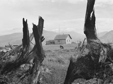 Evanson new home, looking across land..., Priest River Valley, Bonner County, Idaho, 1939. Creator: Dorothea Lange
