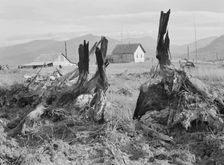 Evanson new home, looking across land..., Priest River Valley, Bonner County, Idaho, 1939. Creator: Dorothea Lange