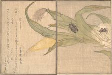 Evening Cicada, Higurashi; Spider, Kumo..., 1788. Creator: Kitagawa Utamaro