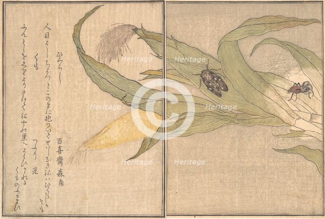 Evening Cicada, Higurashi; Spider, Kumo..., 1788. Creator: Kitagawa Utamaro.