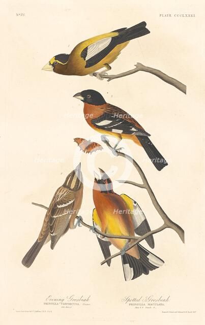 Evening Grosbeak and Spotted Grosbeak, 1837. Creator: Robert Havell.