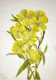 Evening Primrose (Oenothera), 1933. Creator: Mary Vaux Walcott